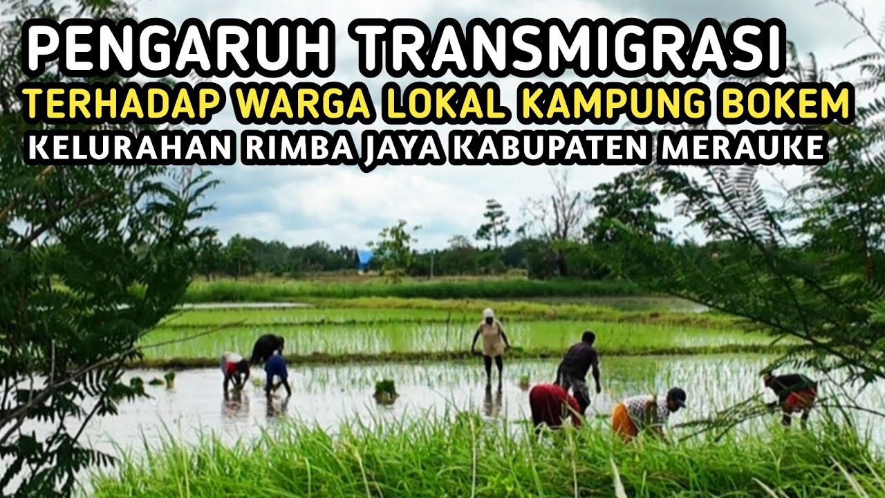 PENGARUH TRANSMIGRASI TERHADAP WARGA KAMPUNG BOKEM KELURAHAN RIMBAJAYA KABUPATEN MERAUKE