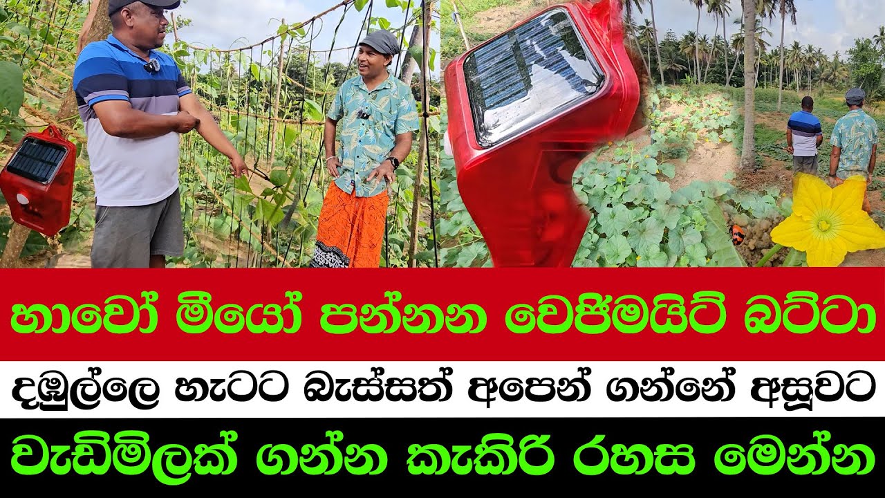 Wow! The Vegemite Traps That Even Scare Rabbits & Mice | The Secret to Getting Higher Crop Prices