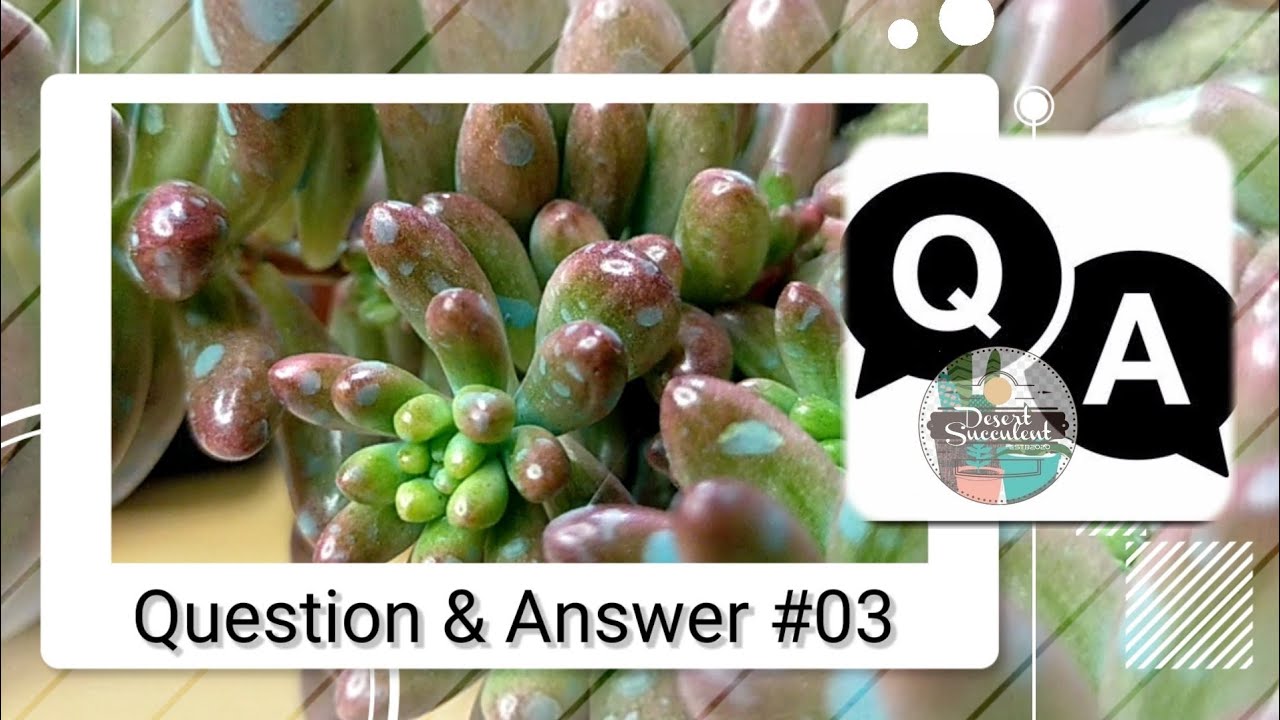 Q&A #03 - Commonly asked questions about Fungicides || Usapang Dithane and Blue Fungicides