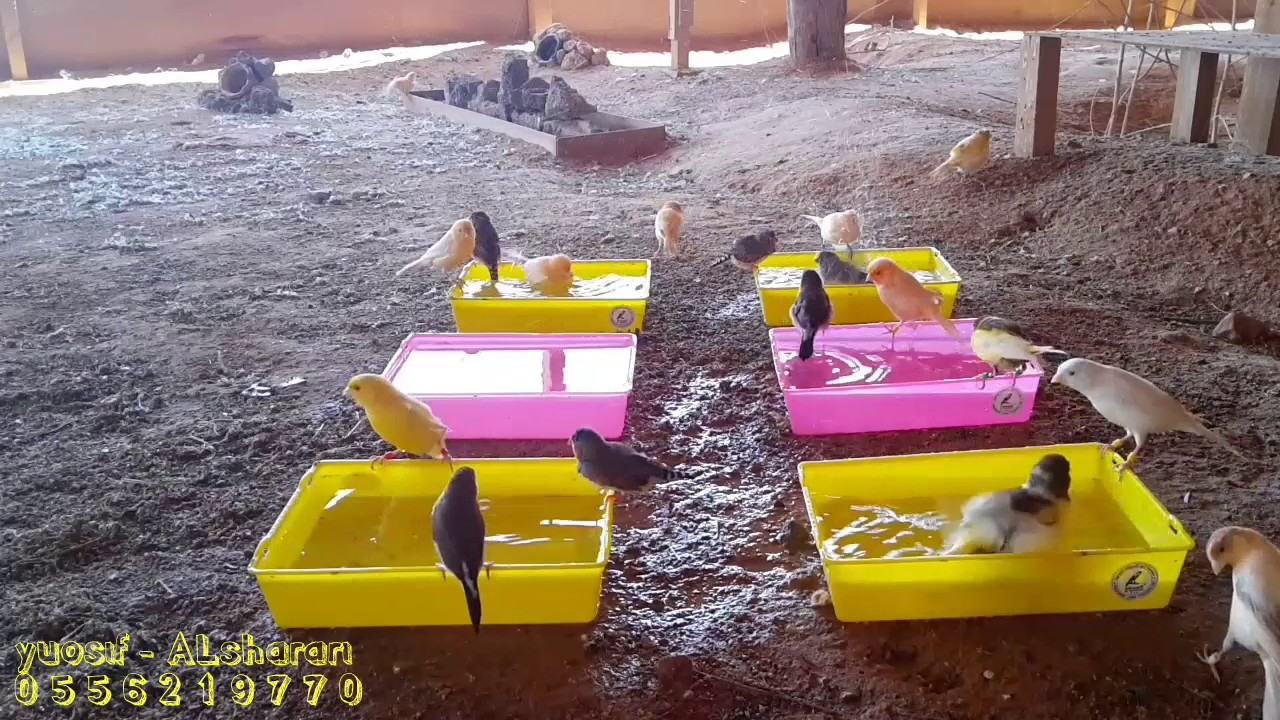 استحمام الكناري وبعض الطيور الأخرى في محمية خاصه