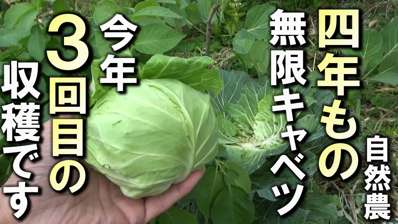 【自然農】まなちゃんの畑が急に変わった！「4年物キャベツ」今年3回目の収穫です！　2024年12月8日【natural farming】