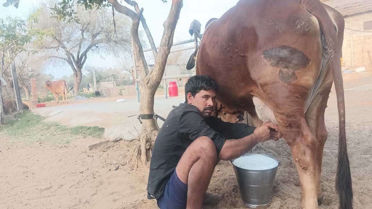 भारत में पहली बार 🔥 गाय की मिलकिंग का बेहतरीन तरीका | देहाती अंदाज में फुल जानकारी 🐄🥛