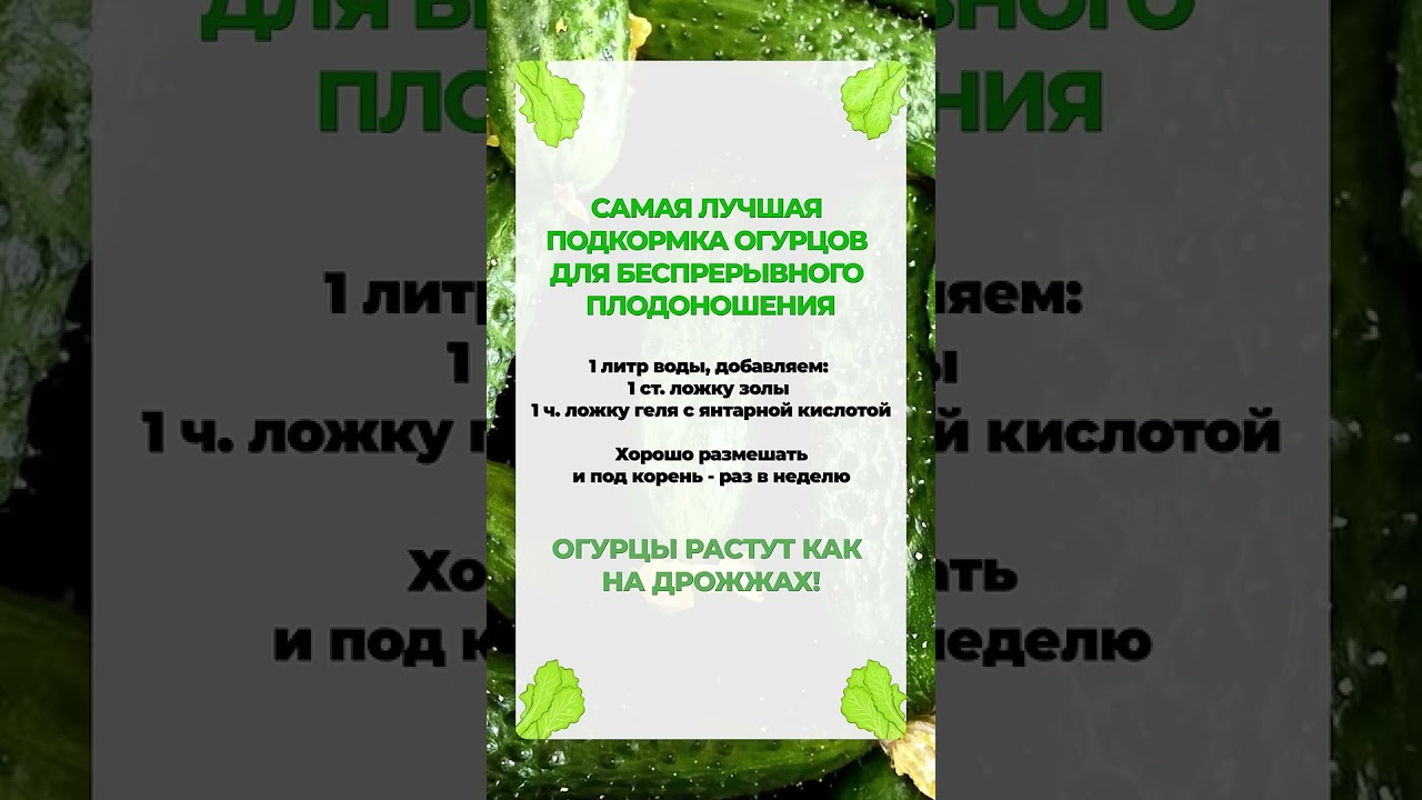 ЭТА подкормка для огурцов даст ОГРОМНЫЙ урожай! 