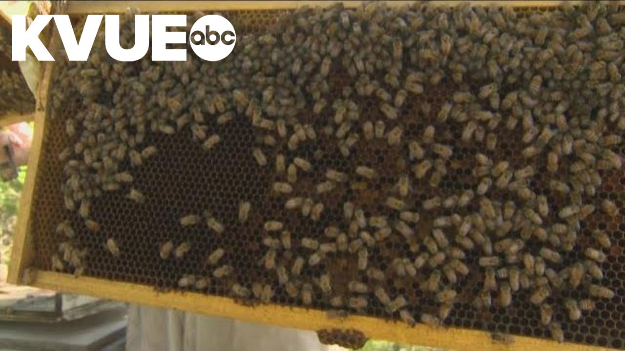 Texas Honey Bee Farm educating Central Texans on importance of bees | KVUE