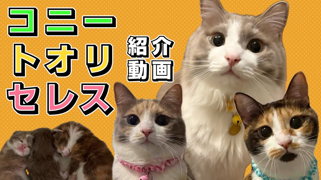 【ぺっちんちのにゃんズ】コニー＆トオリ＆セレスを紹介します【パステル三毛中毛猫】