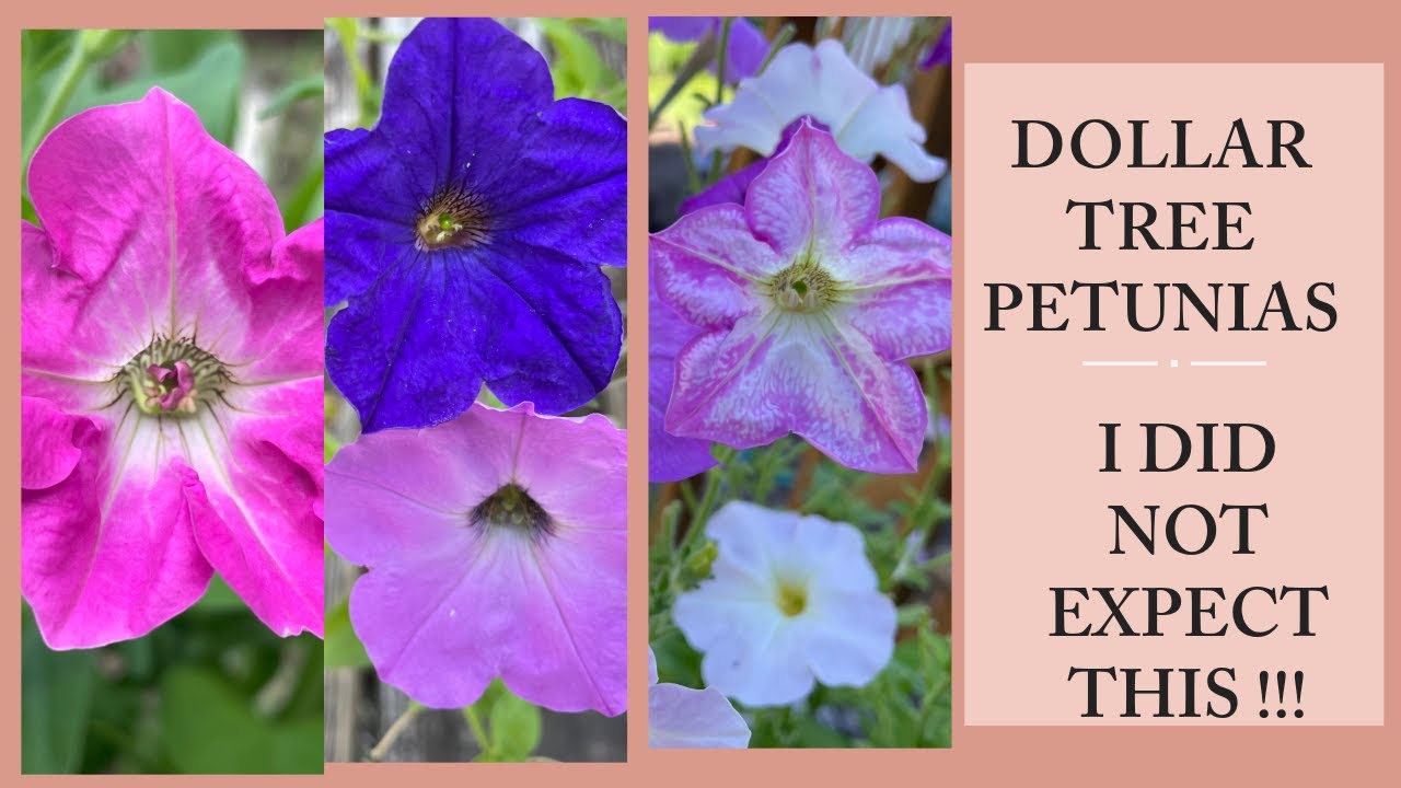 GROWING PETUNIAS - SEED TO FLOWER. DOLLAR TREE SEEDS. AMERICAN SEED COMPANY. ZONE 5 GARDENING.