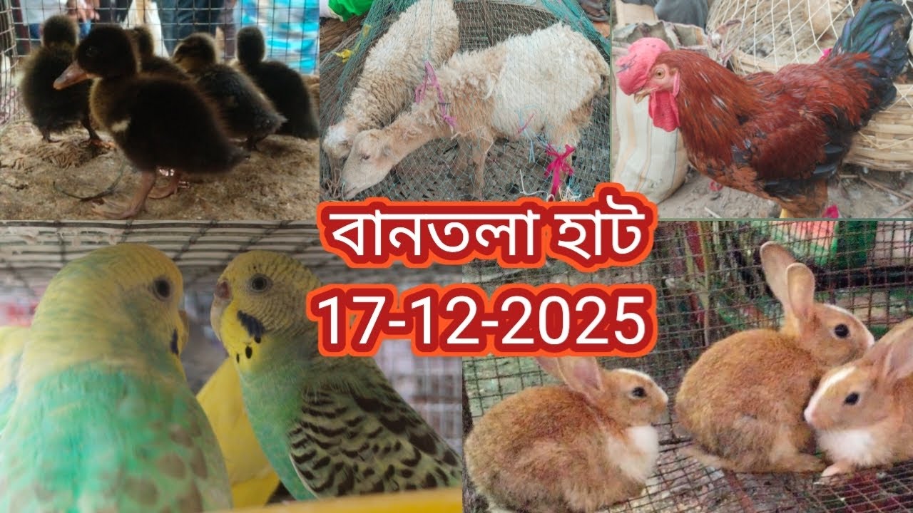 Bantala Hat. বানতলা হাট বাসন্তী হাইওয়েতে এই হাট বাজার। Bantala Pet Market Price Update Today.