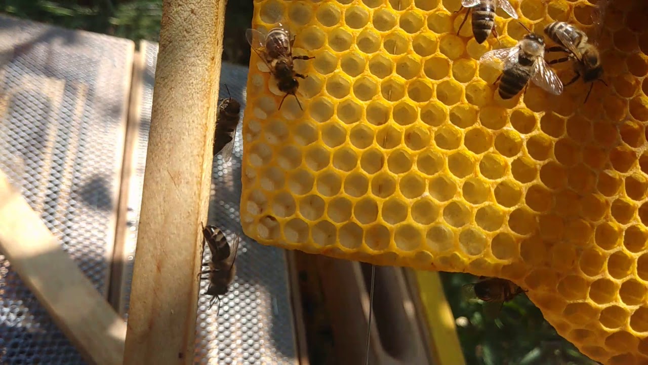 Sfaturi ptr nuclee de imperechere