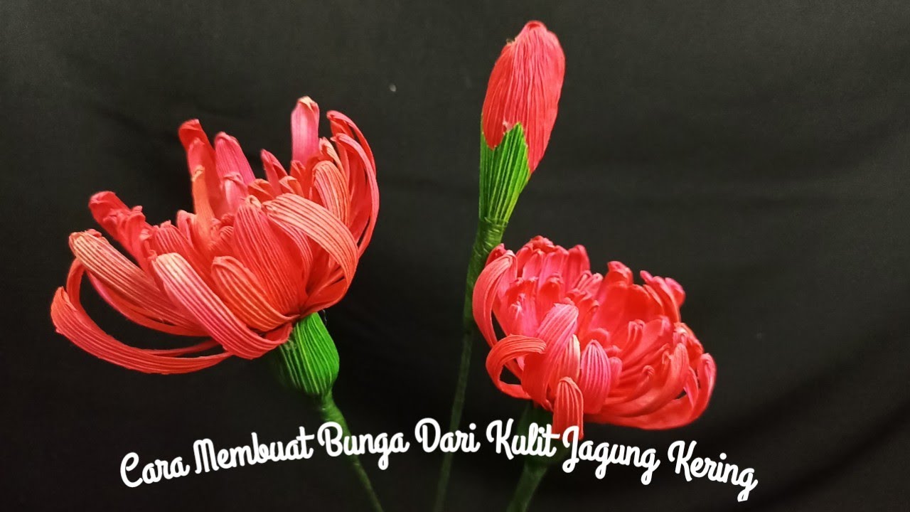 Cara Membuat Bunga Chrysanthemum Dari Kulit Jagung kering.