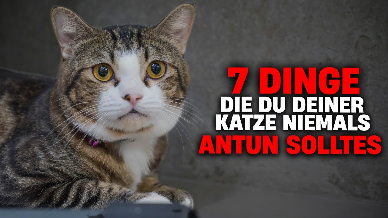 Die sieben tödlichen Sünden bei Katzen!