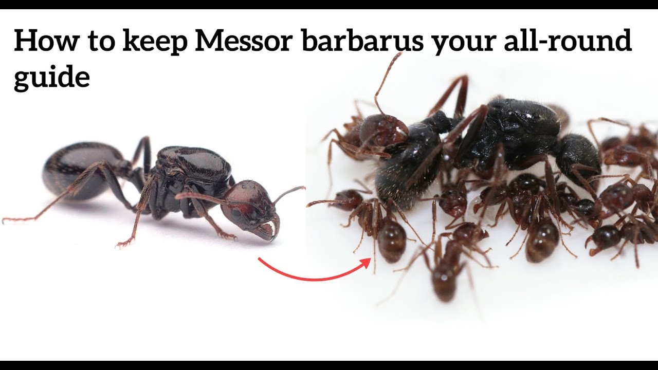 The Messor Barbarus care guide!
