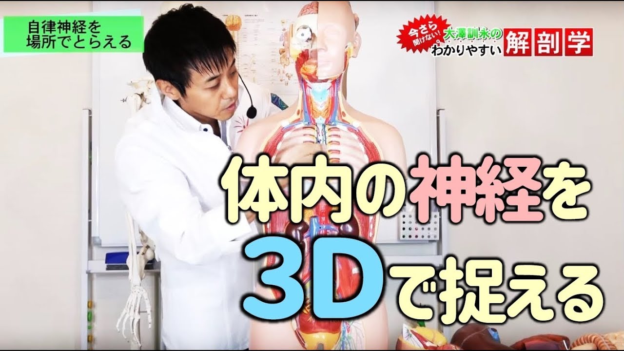 体内の自律神経を「３Ｄ(立体)」で捉えるには？