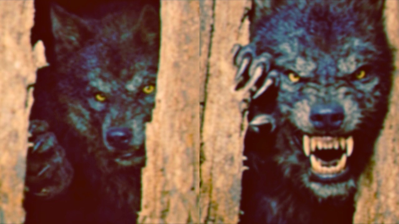 Local Resident Captures DOGMAN Trying to Break Into His Cabin, Then Everything Went Wrong...