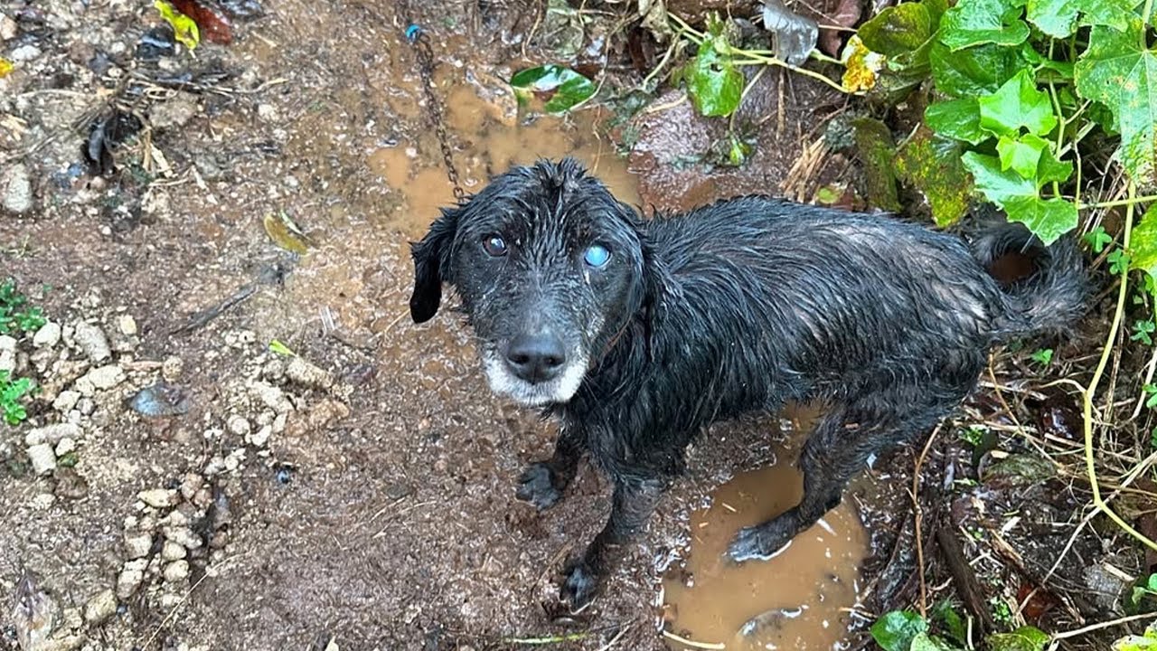 He Was Found Chained Completely Wet from the Rain and It Was Freezing in the Mud