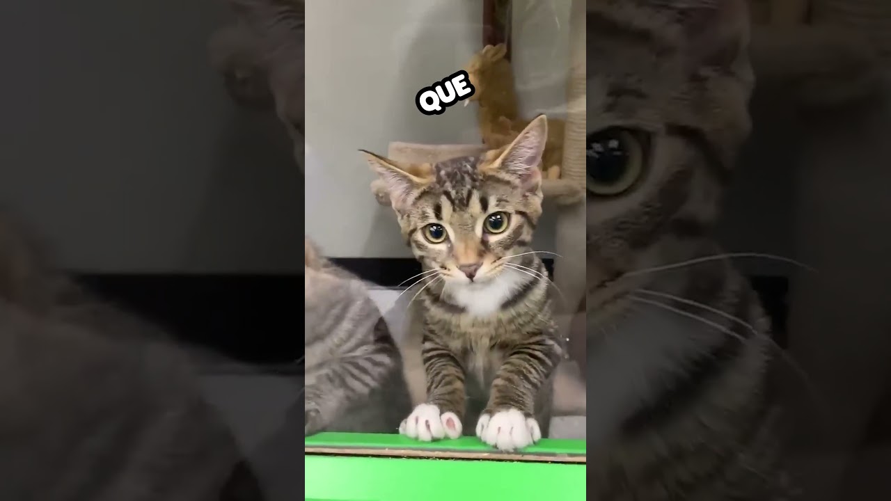 Gato tiene Estrategia para ser Adoptado