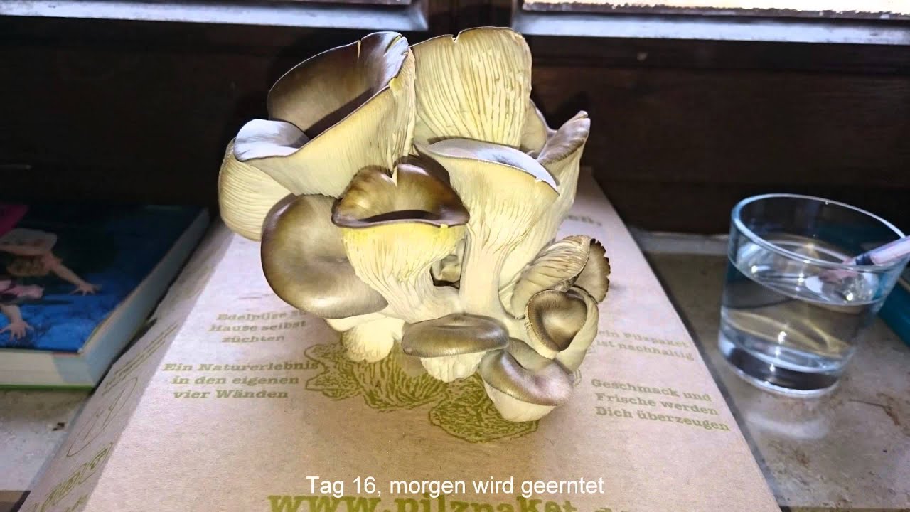 Pilzpaket im Experiment