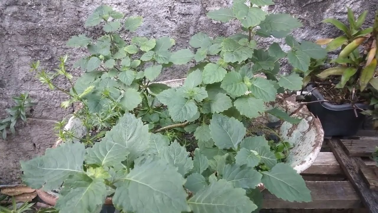 Oriza Patchouli e seus benef&iacute;cios