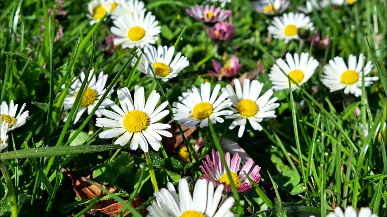 Von Gänseblümchen, Beifuss und Pferden Teil 1
