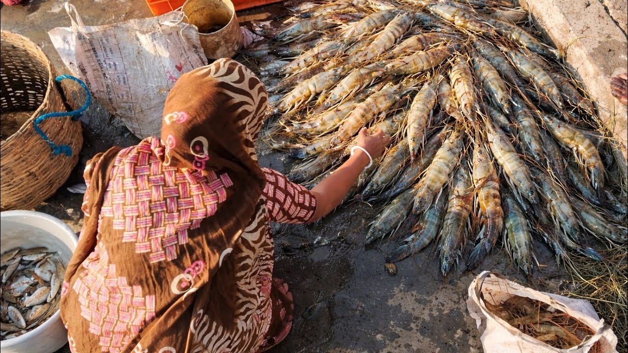 Huge Jumbo Galda Prawns at the Market | Fresh Catch from the Pond...