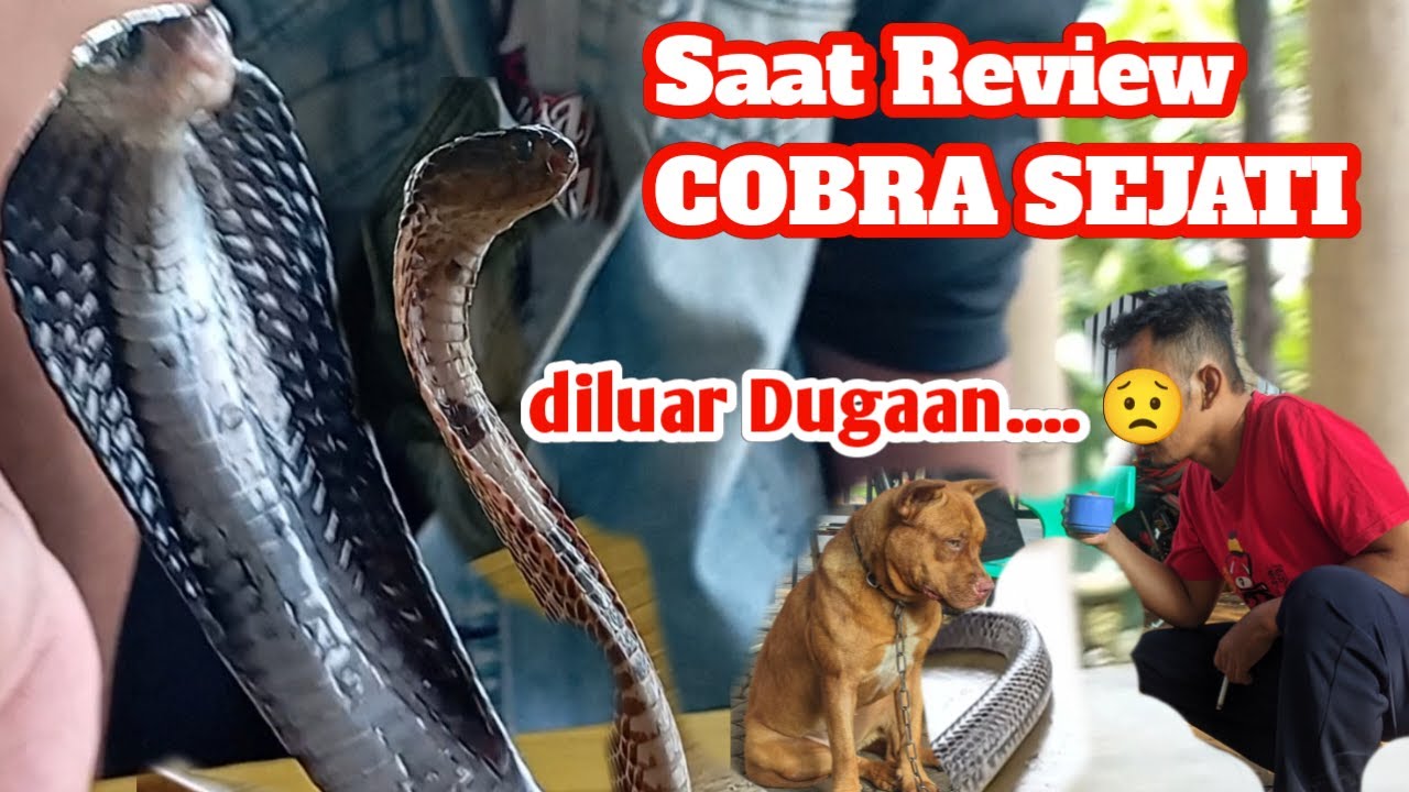 Review Kobra Jawa dan Kobra Sumatranus