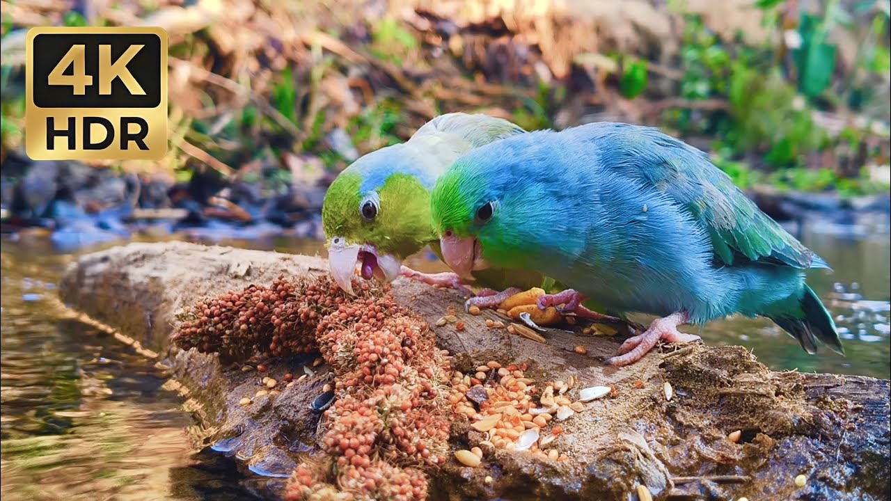 Tiny Parrot Paradise: Relaxing Bird Sounds & Nature Ambience (1 Hour)