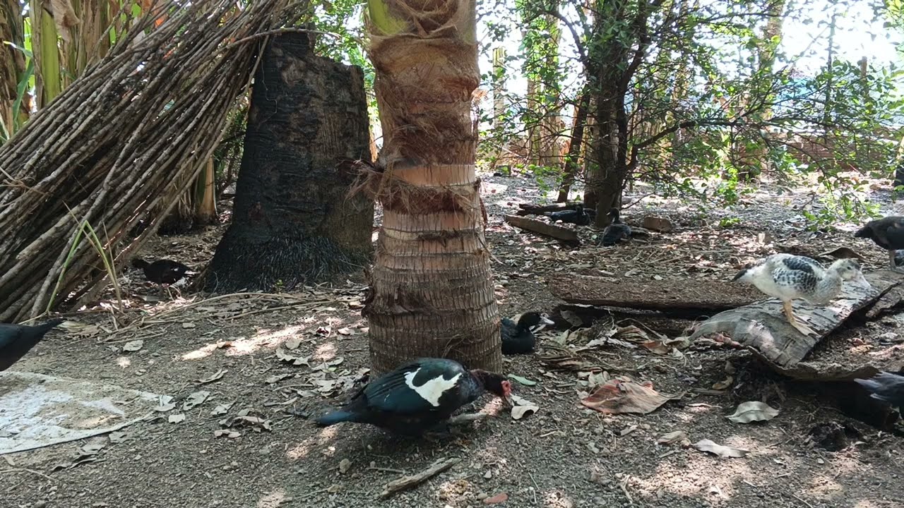 These ducks eat only near the base of the coconut.
