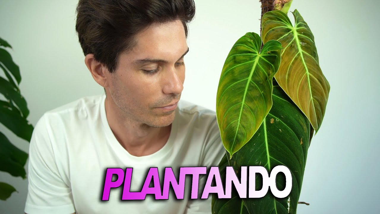 Como TRASPLANTO y le pongo un TUTOR a mi PHILODENDRON  melanochrysum