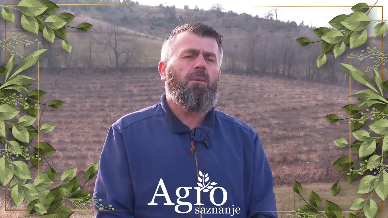 AGROSAZNANJE - Bezmarevići iz Župe nikšićke drže stado od 150 ovaca i dobro zarađuju