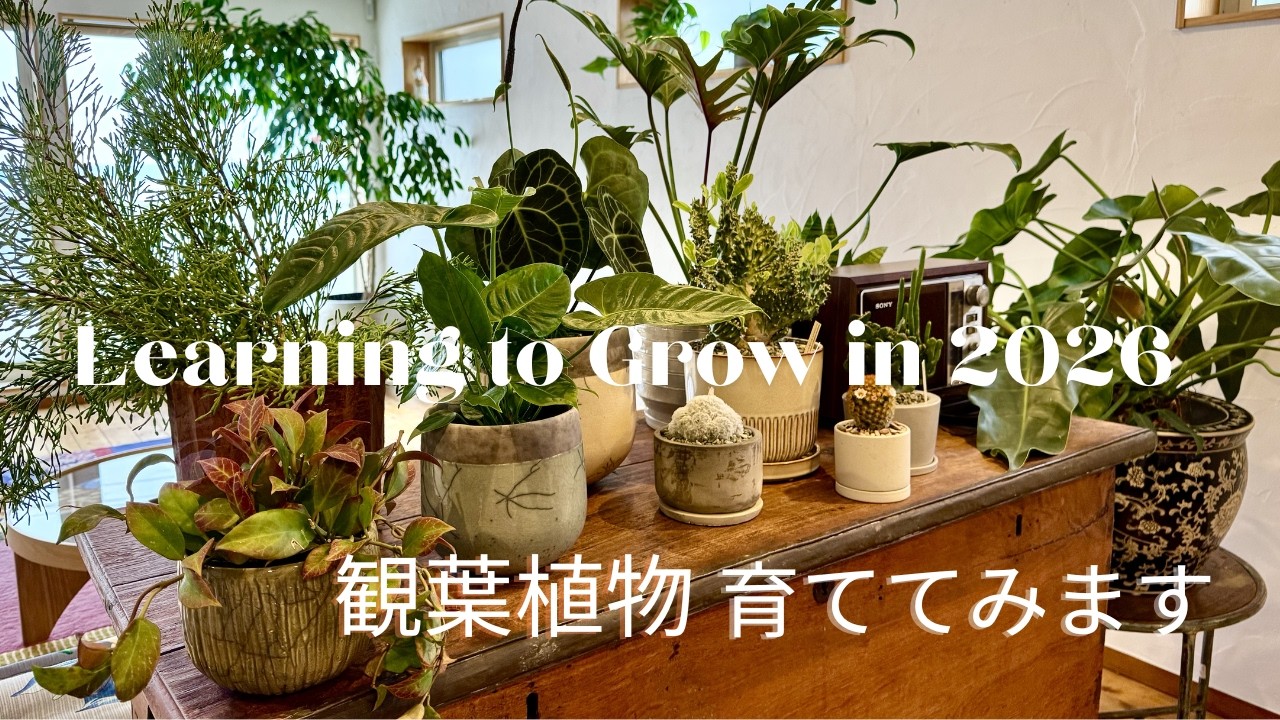 海のお家で観葉植物デビュー｜購入から設置まで