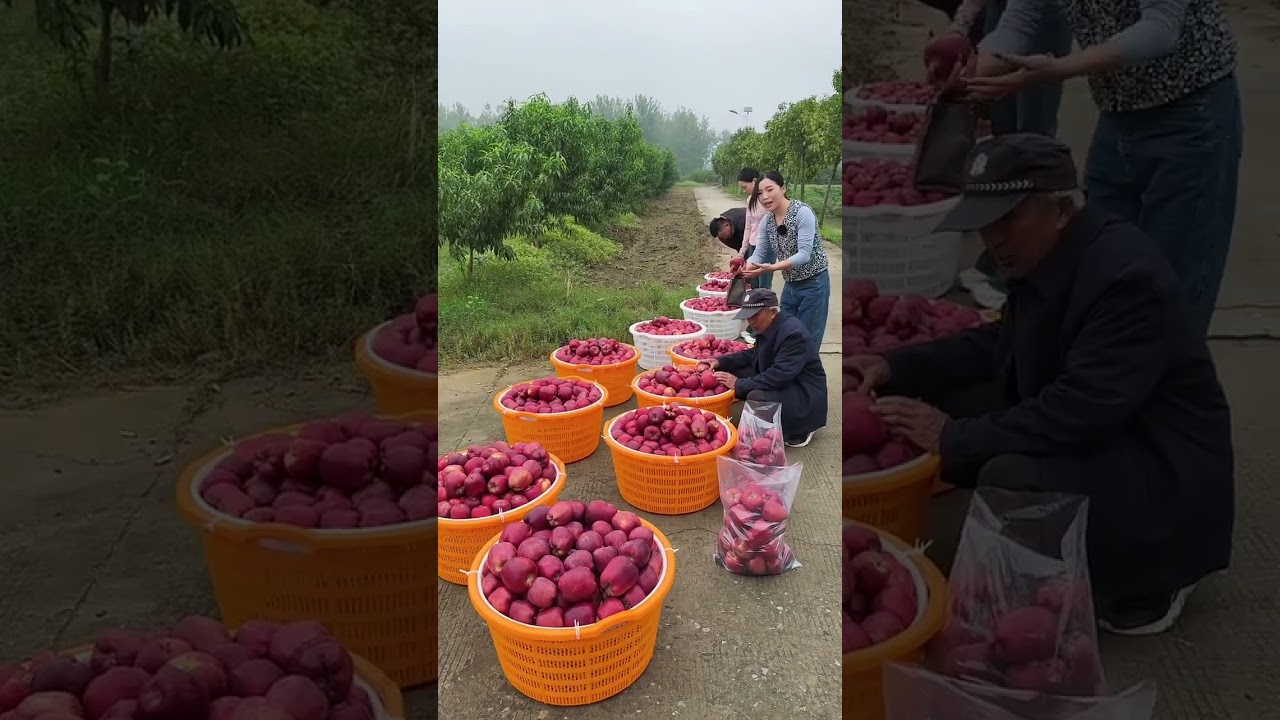 A bumper harvest of fresh apples in the countryside You can buy the freshest fruit on the roadside