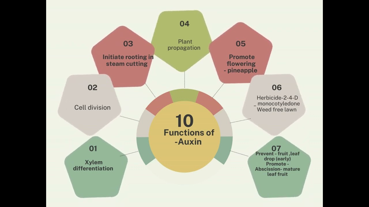 Auxin| in 1 minute🤯| neet 2025 | neet revision| med neet