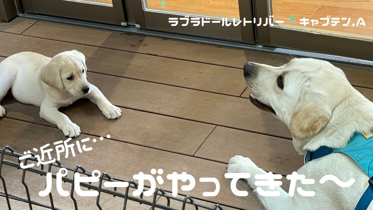ラブラドールレトリバー　キャプテン #70 ご近所に&hellip;パピーがやってきた〜