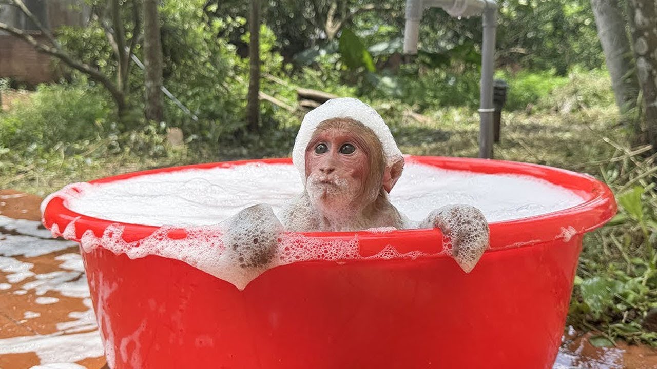 Kiki is so excited to be reunited and showered: Kaka the Monkey's touching reunion with his father!