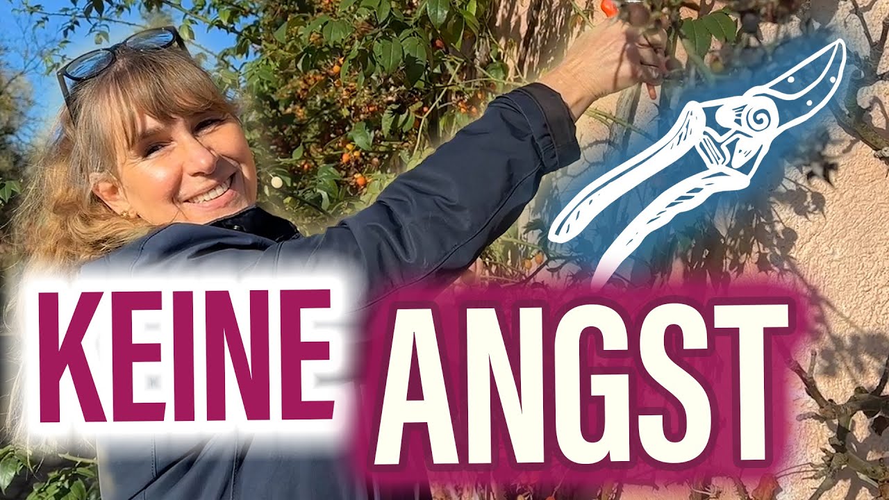 Aufräumen: ALTE Rosen JETZT zurückschneiden -  für Blütenpracht! 🌹🥶☀️ BEISPIEL: an schattiger WAND