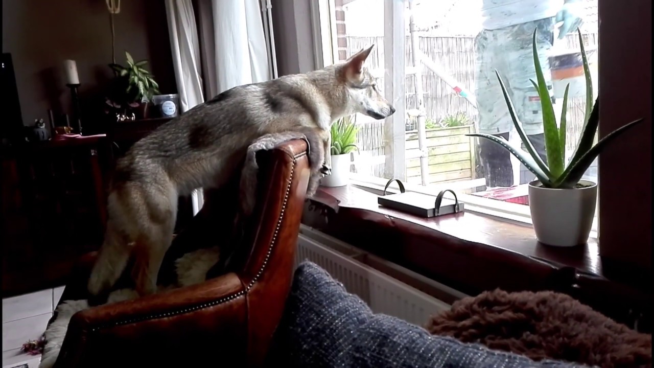dog upset by intruder in the yard