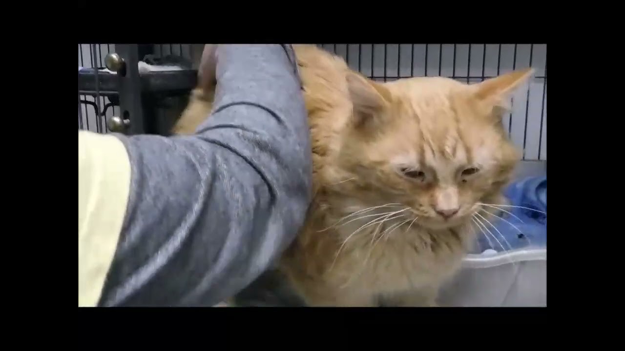 Showing you our adoptable dogs & cats. Introducing KLAUS!