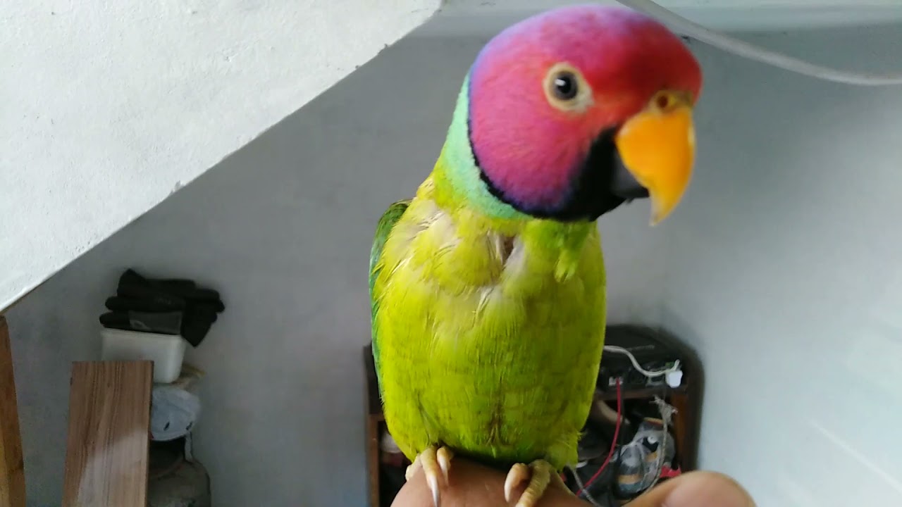 Plum headed parakeet | plum headed parrot | Plum-Headed Parakeet talking Voice