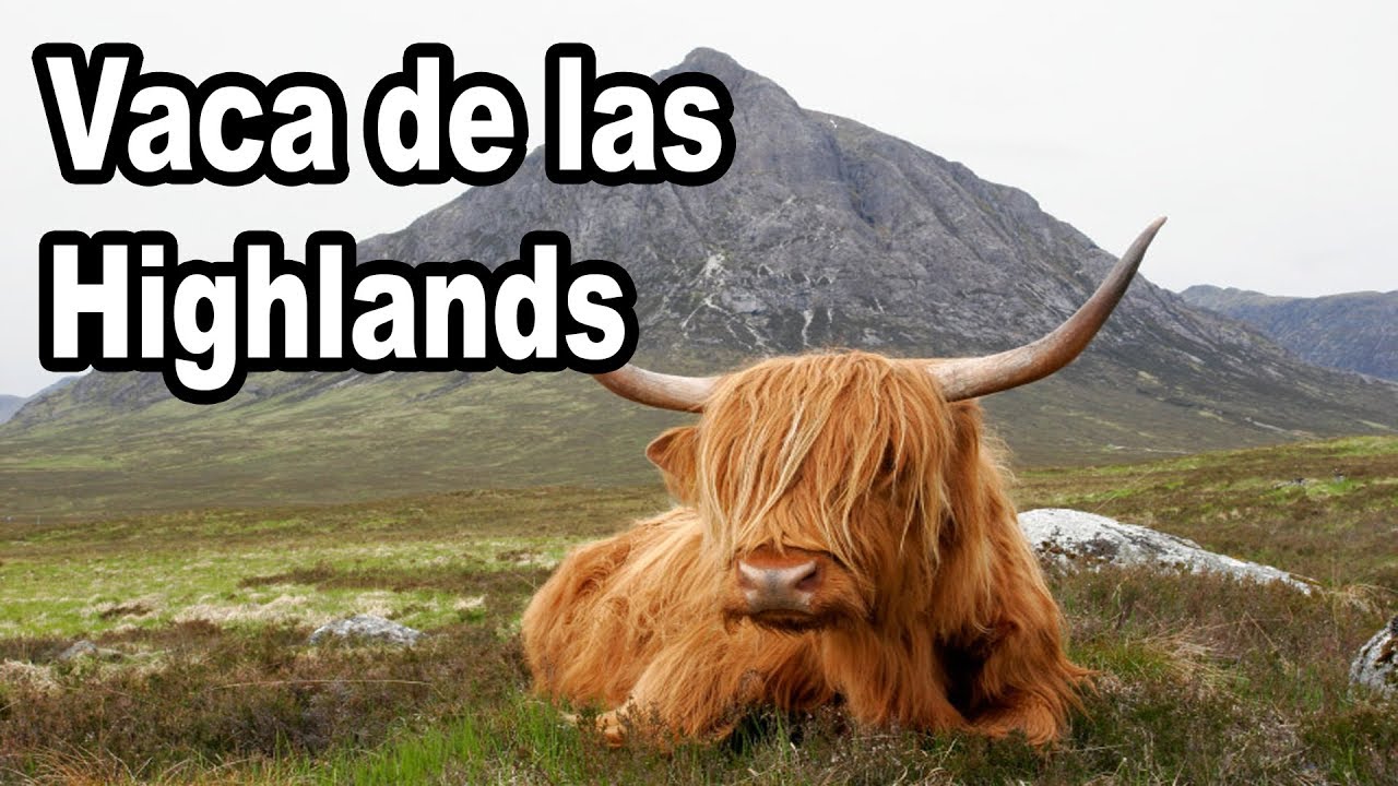 Vaca de las Highlands   Vacas Peludas Escocesas