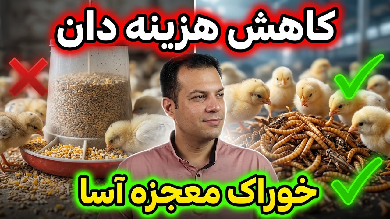 ترفند های مرغداری , کاهش ضریب تبدیل مرغ , تاثیر میلورم در پرورش طیور , کسب درآمد بالا از مرغ بومی