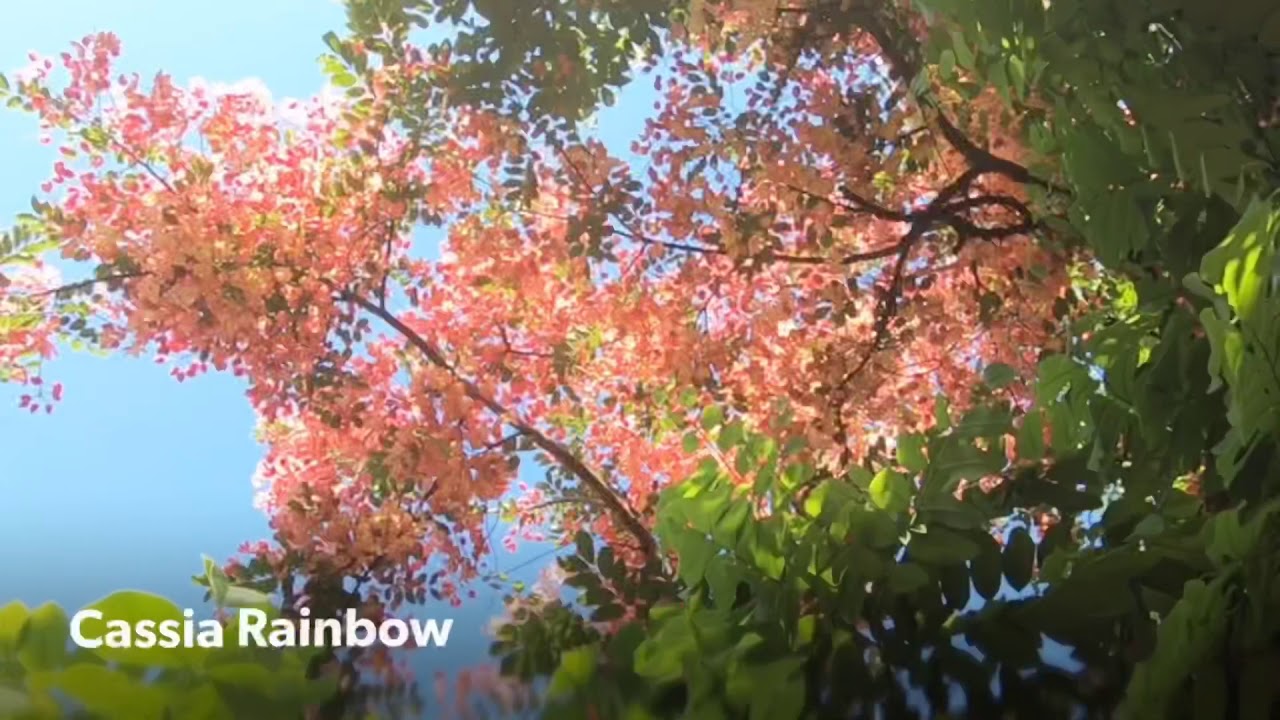 Aussie Tree Chaser - Rainbow Dreams (Cassia Rainbow Shower, Cassia fistula x javanica)