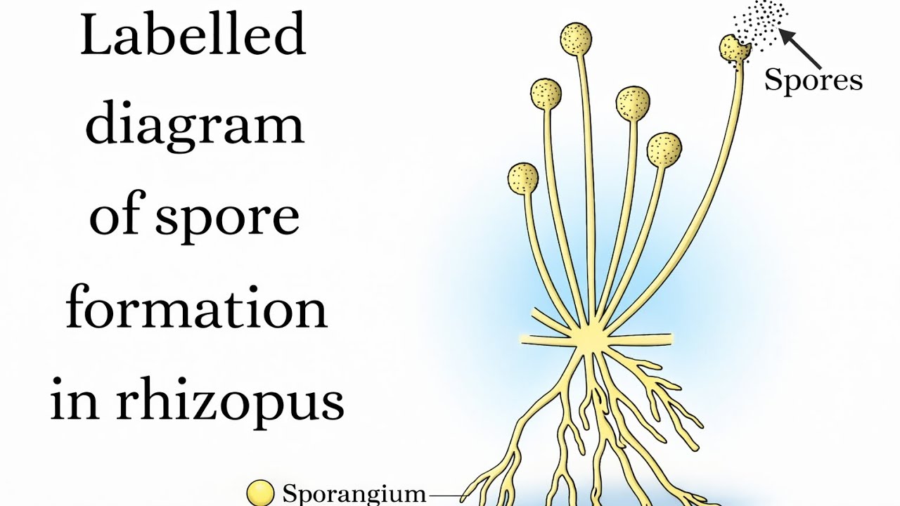 Labelled diagram of spore formation in rhizopus class-10
