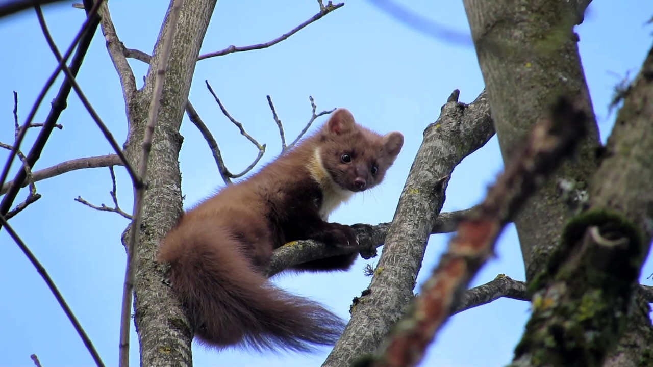 Meža cauna // Pine marten