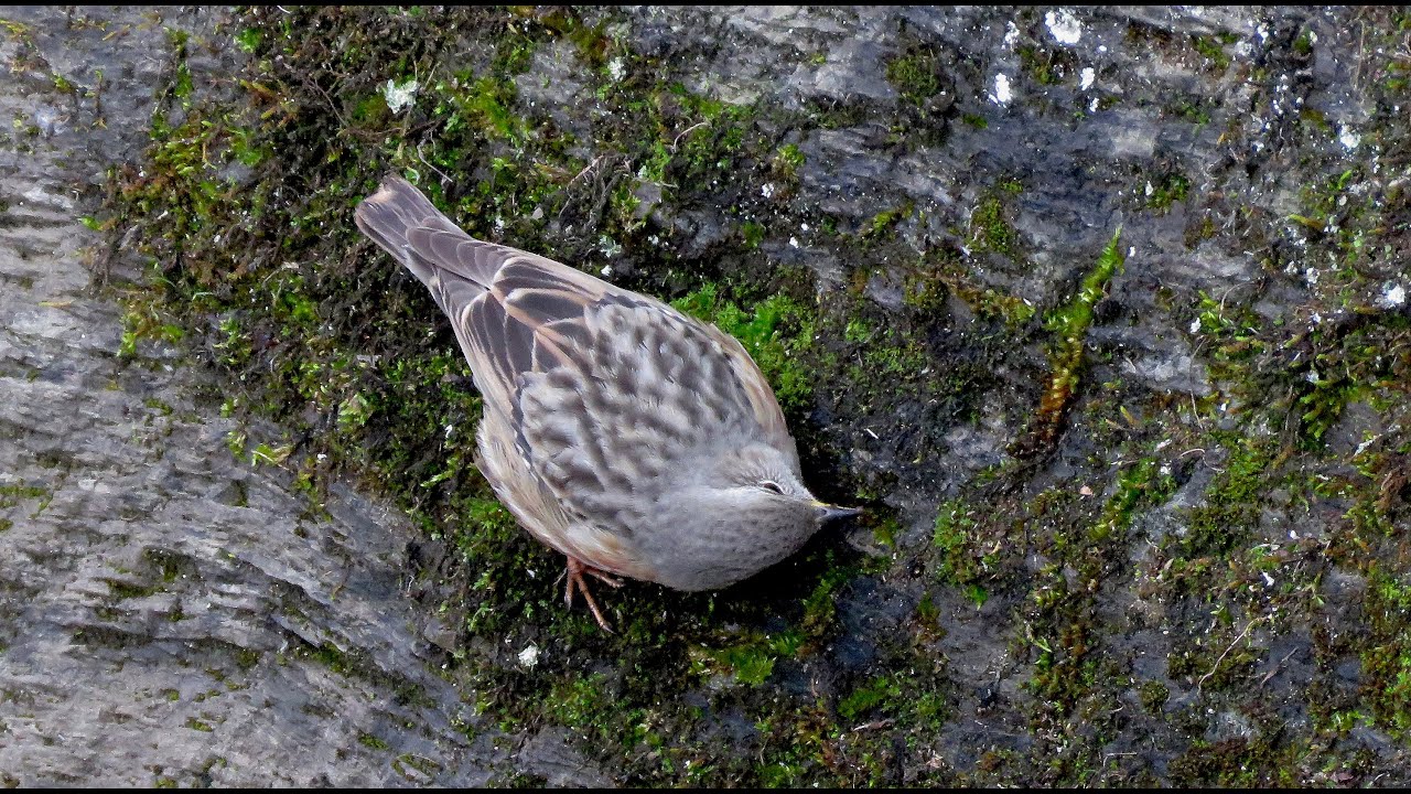 Alpine Accentor - Prunella collaris - Alpenheggenmus / Ch&acirc;teau de Bouillon / January 23, 2023