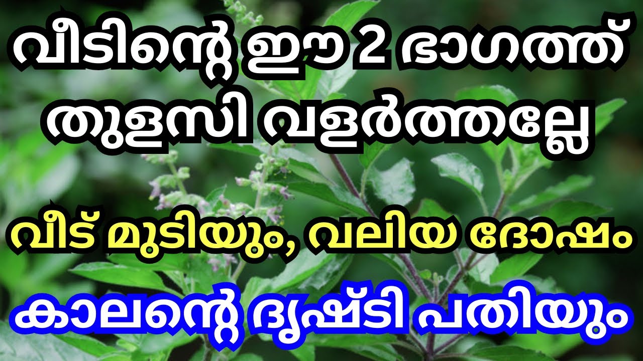 തുളസി ചെടി അറിയാതെ പോലും വീടിന്റെ ഈ 2 ദിശയിൽ നട്ട് വളർത്തല്ലേ, വലിയ ദോഷം മഹാപാപം