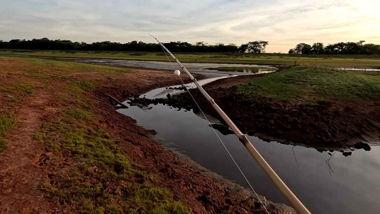 Pescaria de tucunar&eacute; e tra&iacute;ra e veja a quantidade de til&aacute;pias gigantes no Rio marinheiro Cardoso sp 
