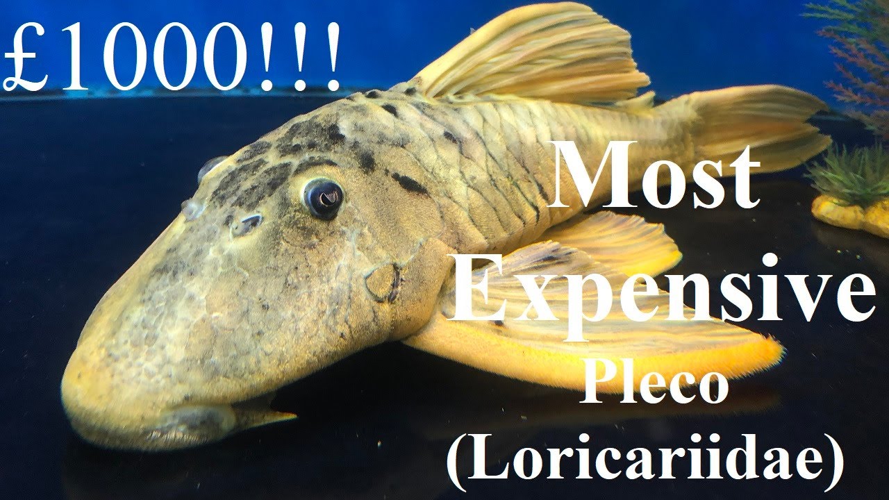 What is the most expensive pleco (Loricariidae) ~ Tropical Aquarium Fish