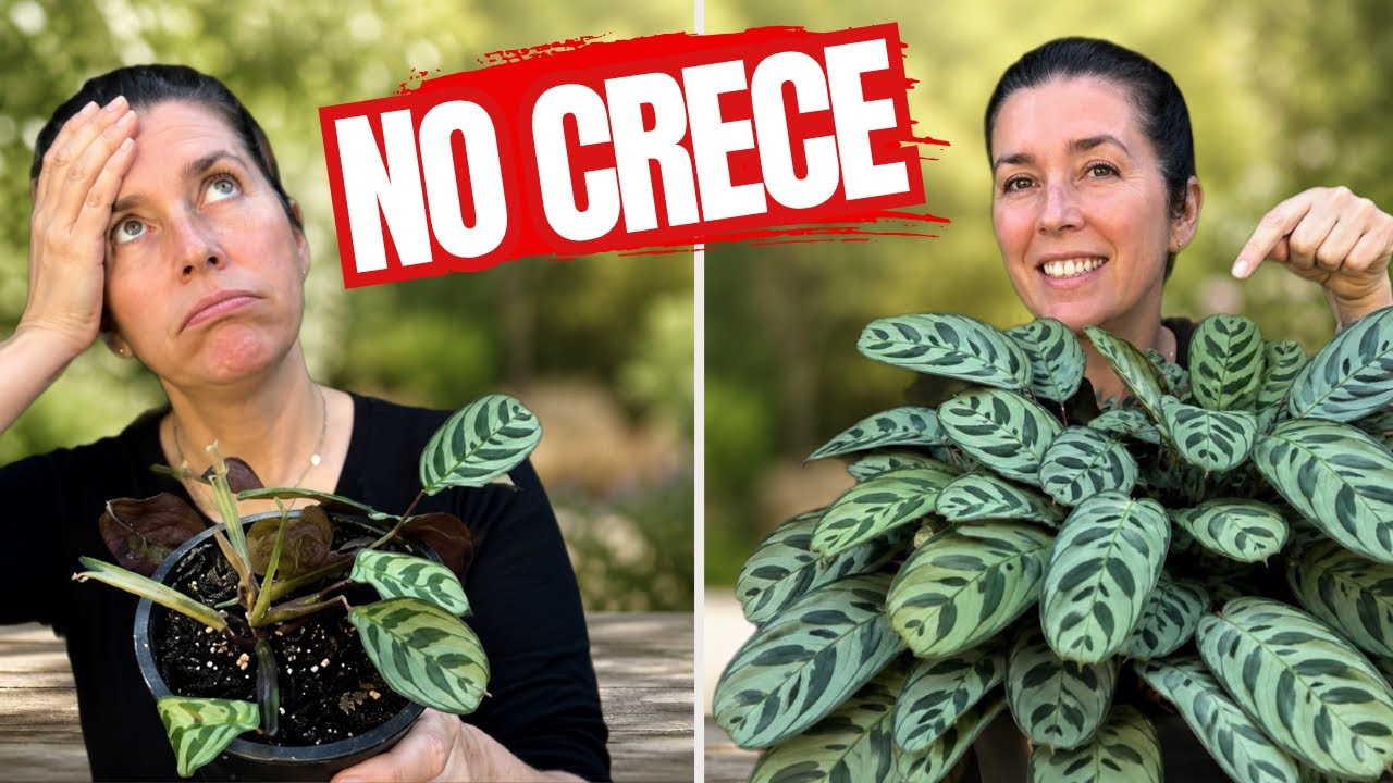Mi CALATHEA NO CRECE‼️ El ERROR oculto que encontré en el SUSTRATO 🔍