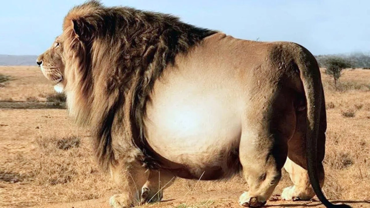 The Biggest Lion in the World