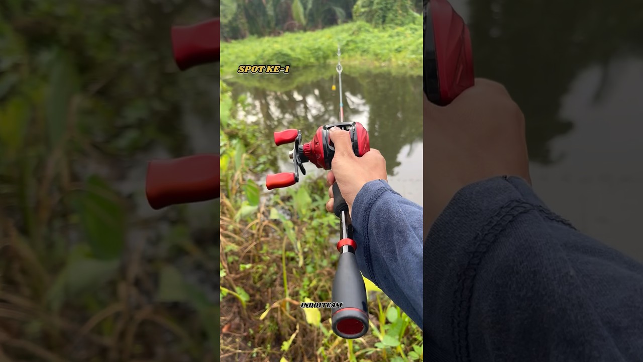 Casting in the swamp, the strikes are really great😋🥰