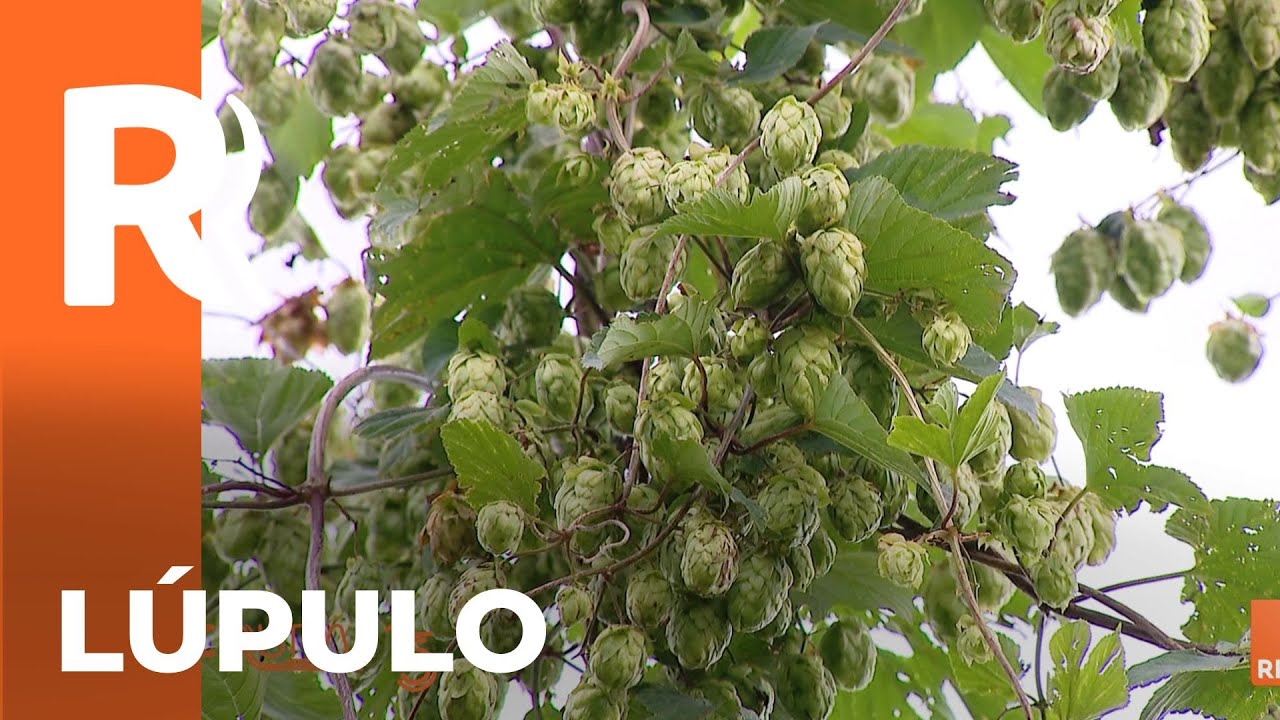 Colheita de lúpulo em araucária